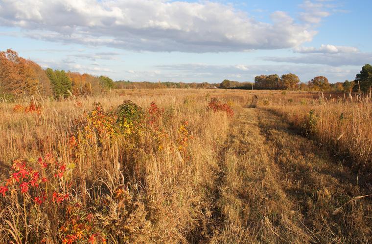 Fallen Timbers: The Final Action at Shiloh | Tennessee Civil War ...